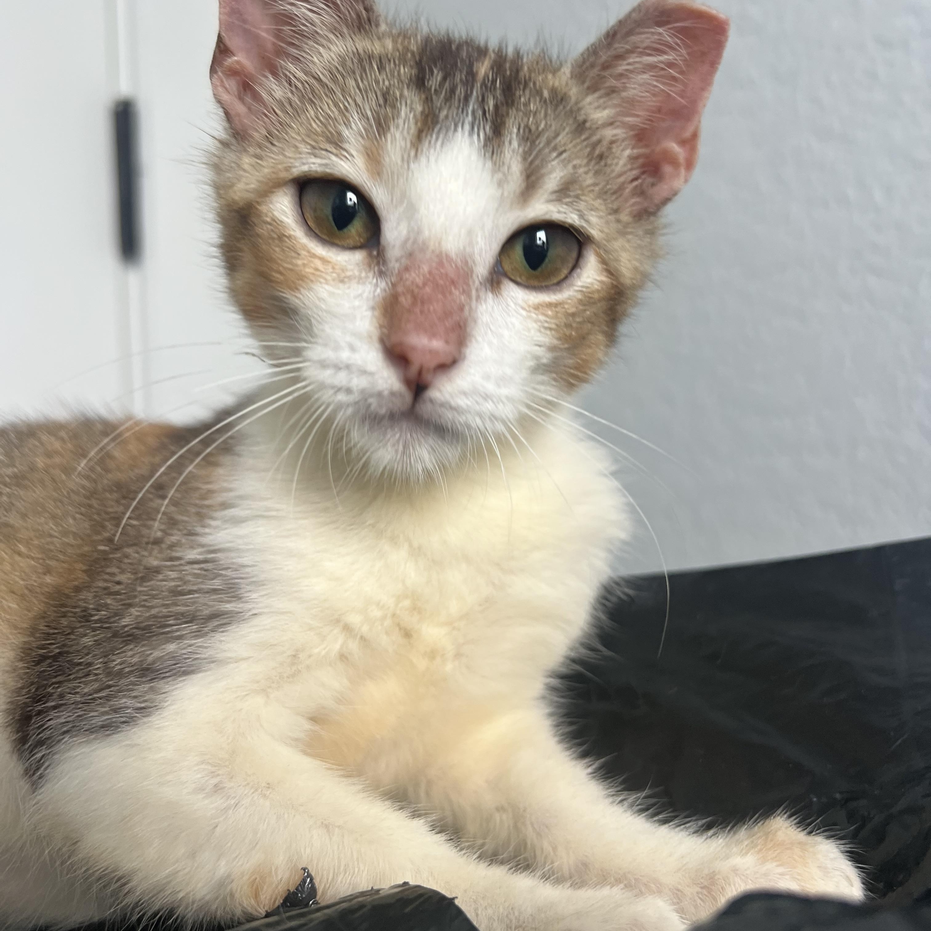 Enlarge Maggie, a Adoptable Domestic Short Hair in Vancouver, WA image 4/5