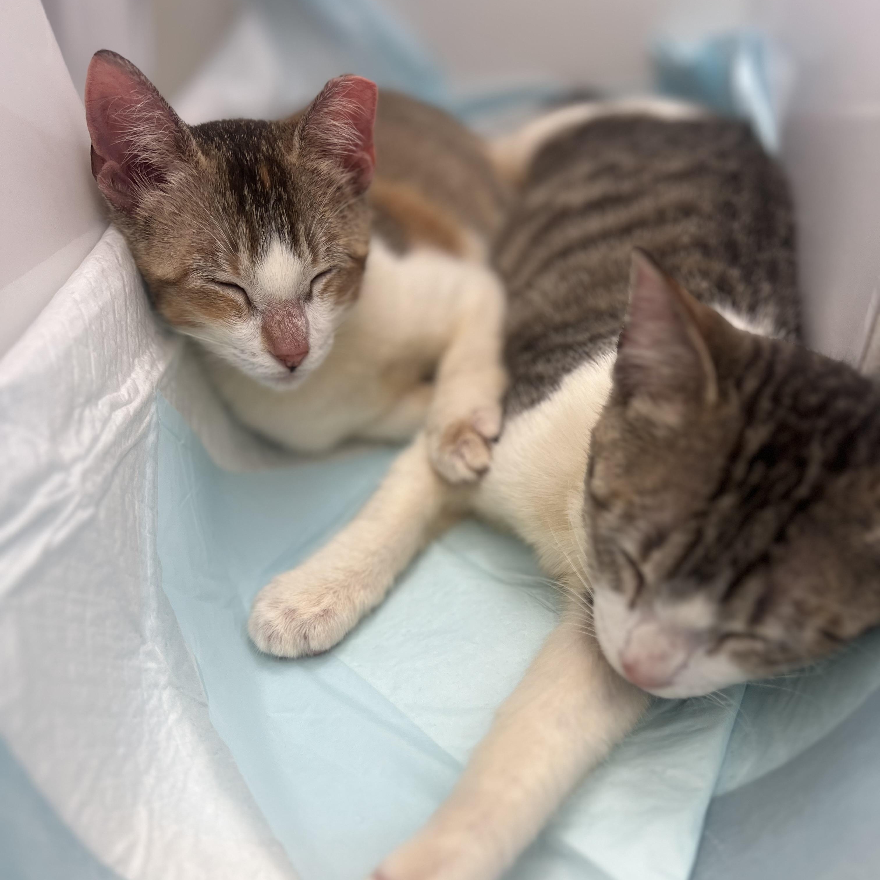 Enlarge Maggie, a Adoptable Domestic Short Hair in Vancouver, WA image 2/5