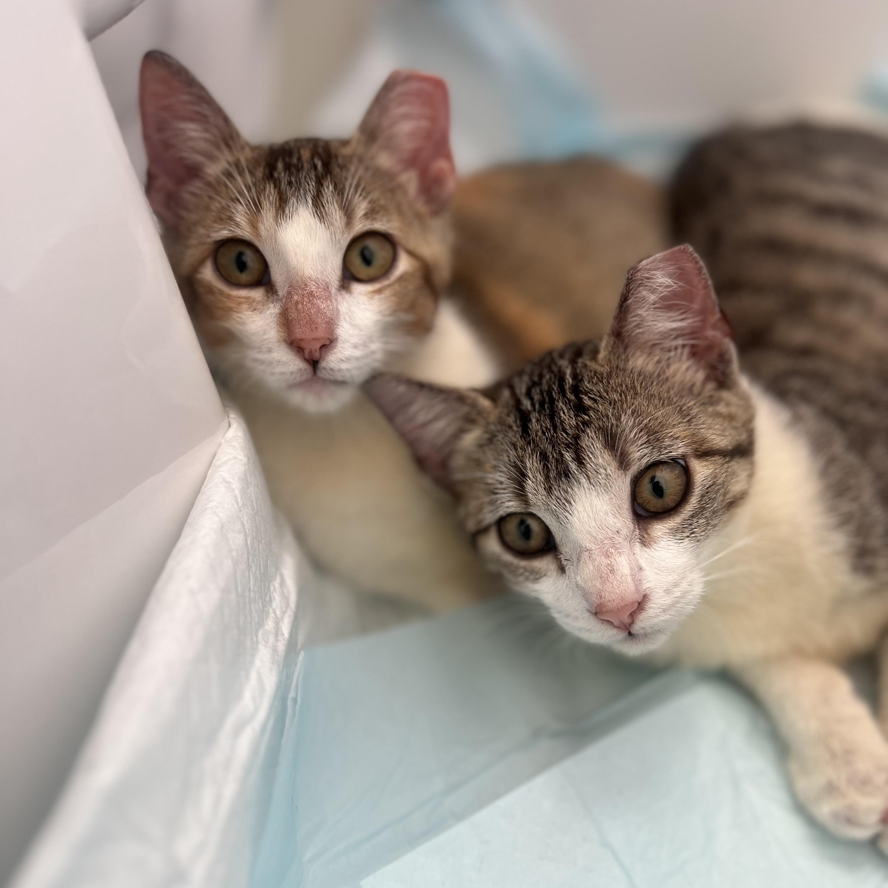 Enlarge Maggie, a Adoptable Domestic Short Hair in Vancouver, WA image 5/5