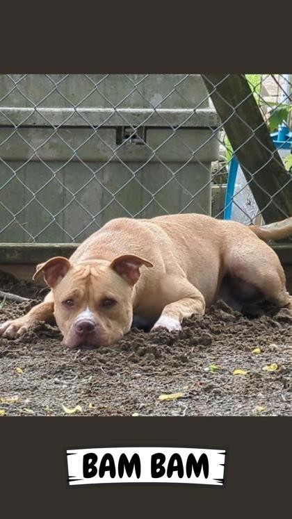 BamBam, a Adoptable mixed breed in Ashtabula, OH image 1/3