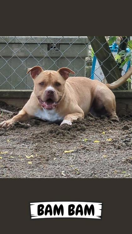 BamBam, a Adoptable mixed breed in Ashtabula, OH image 2/3