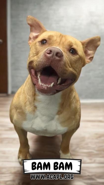 Enlarge BamBam, a Adoptable mixed breed in Ashtabula, OH image 2/3