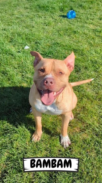 Enlarge BamBam, a Adoptable mixed breed in Ashtabula, OH image 3/3