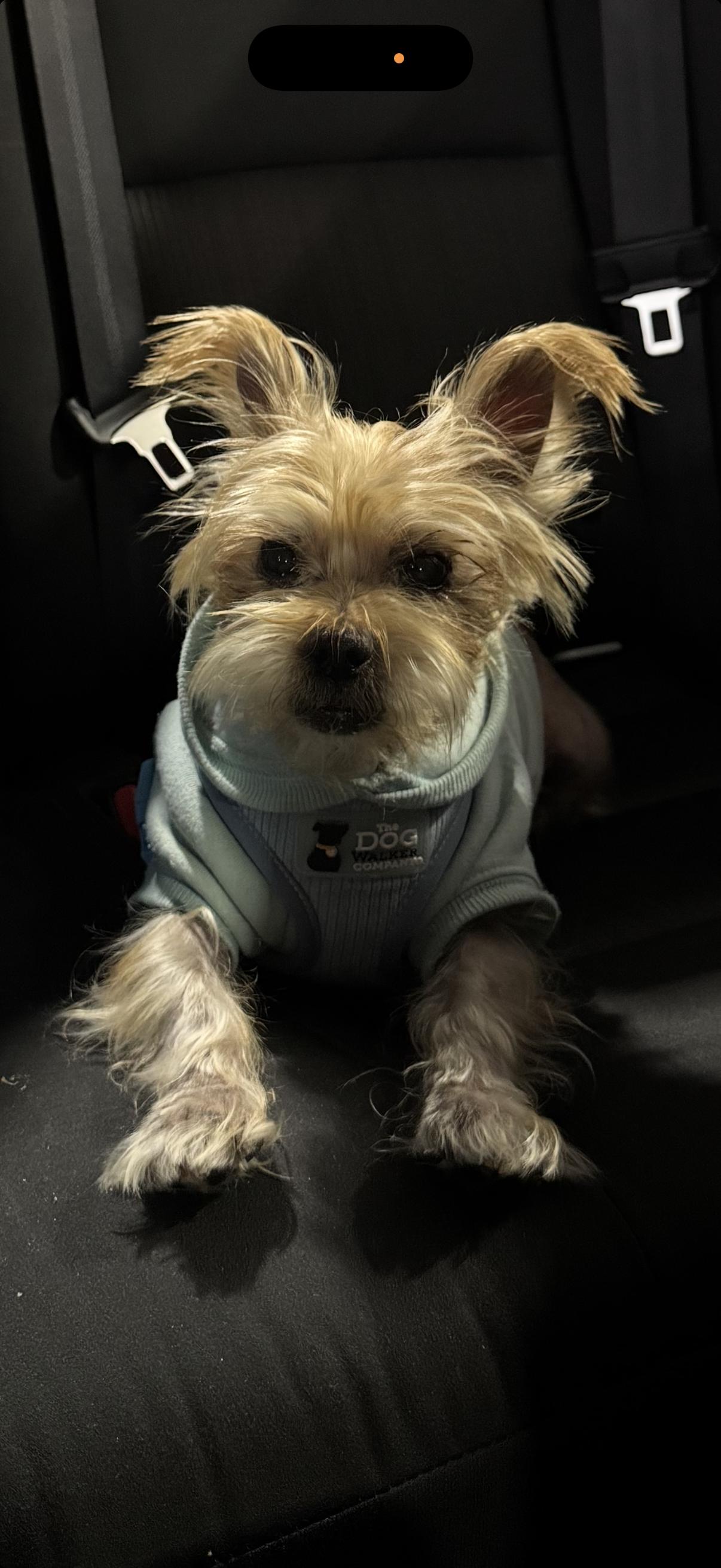 lucius , Adoptable, Senior Male Yorkshire Terrier.