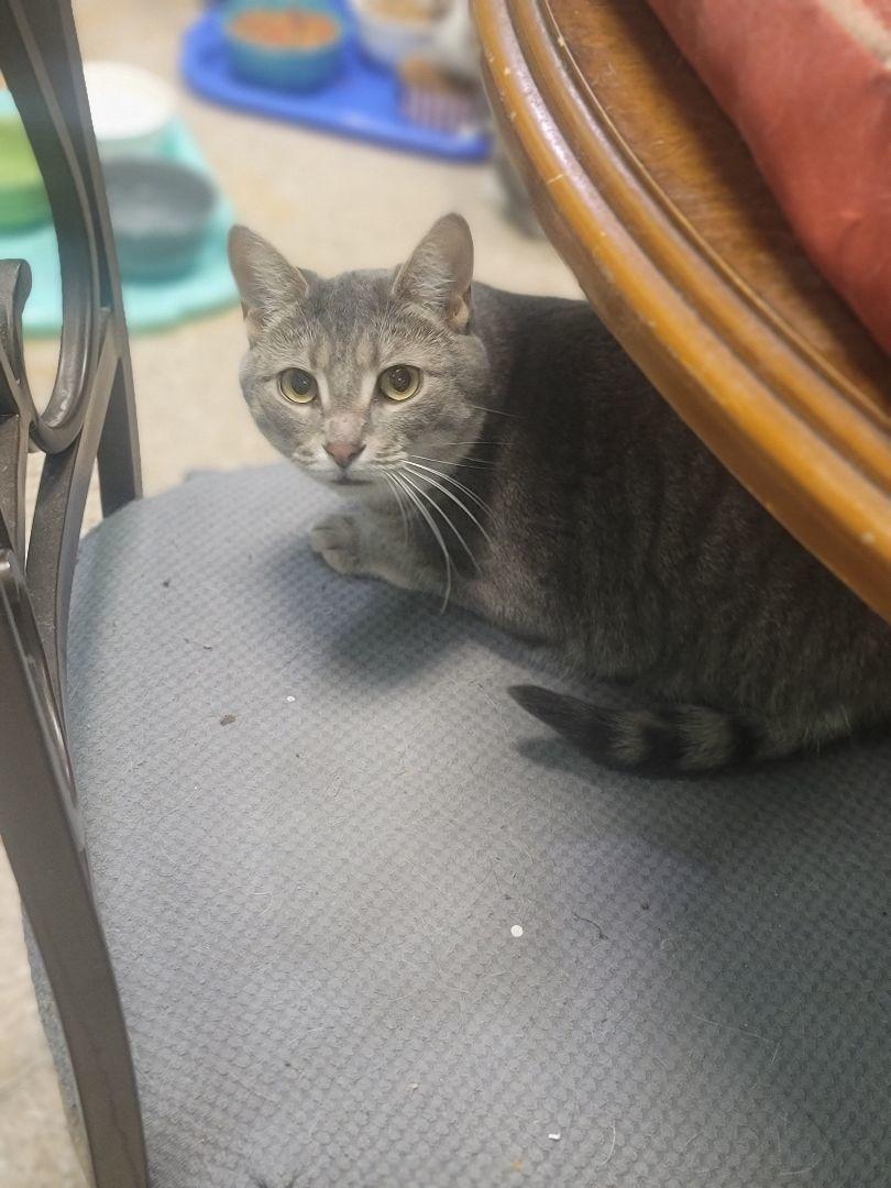 Twin, a Adoptable Domestic Short Hair in Columbus, OH image 2/3