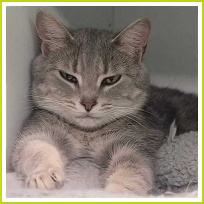 Twin, a Adoptable Domestic Short Hair in Columbus, OH image 3/3