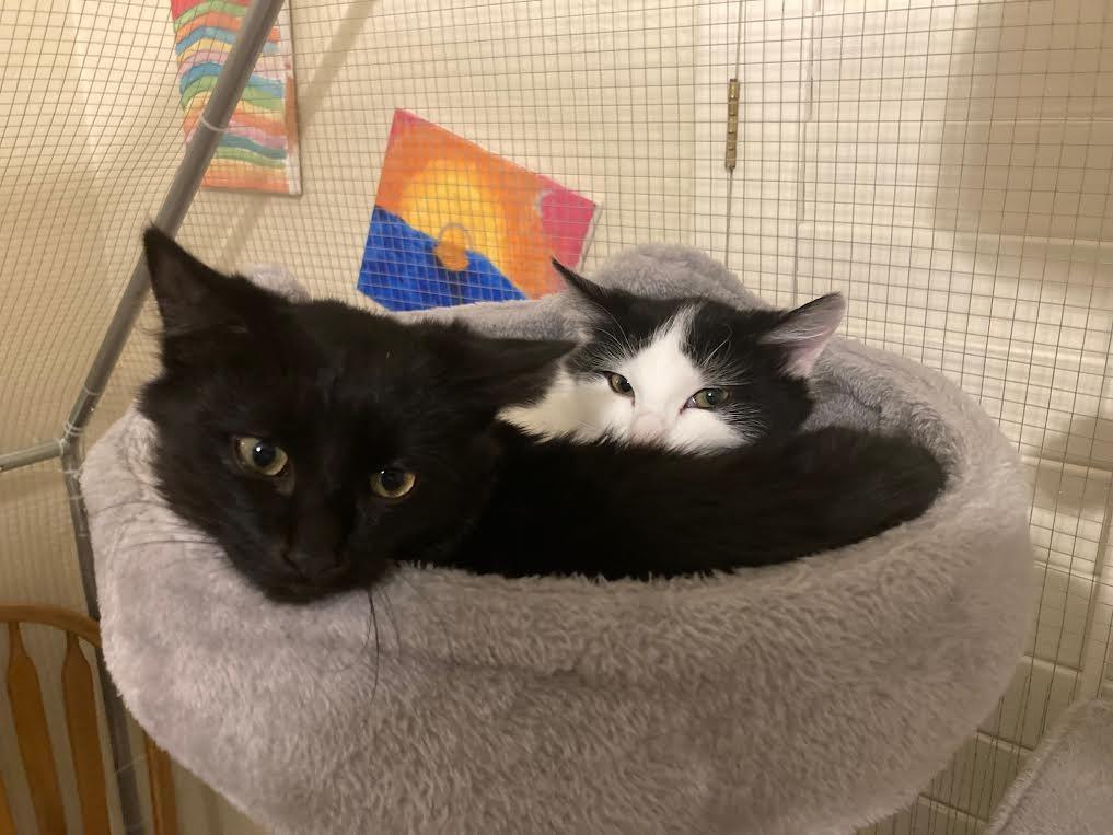 Phantom / Fang, Adoptable, Kitten Female Domestic Medium Hair.