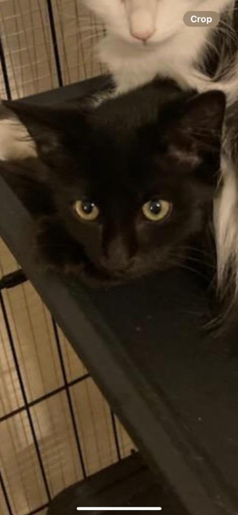 Phantom / Fang, a Adoptable mixed breed in Peoria, AZ image 2/2