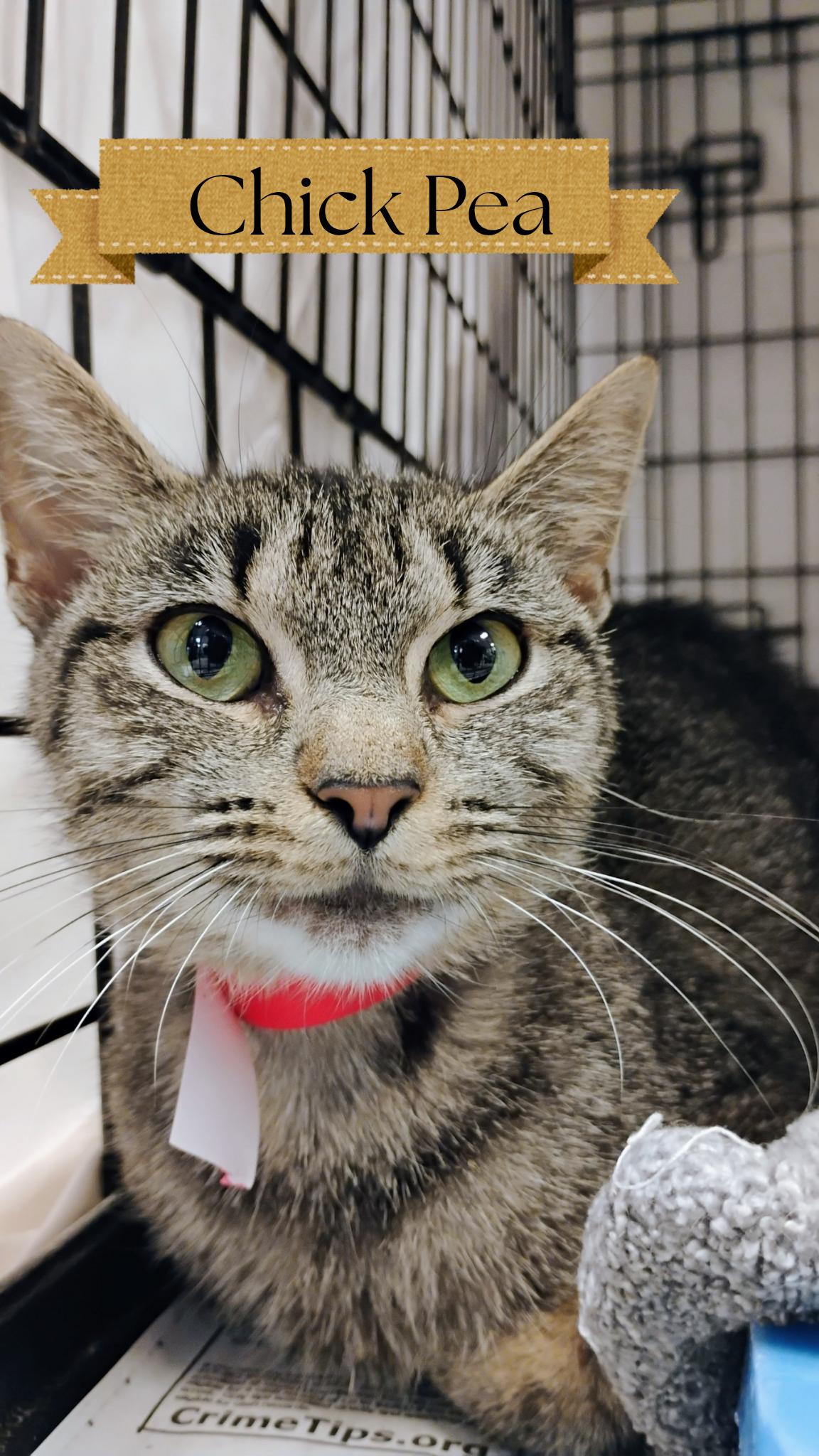 Enlarge Chickpea, a Adoptable Tabby in Muncie, IN image 1/1