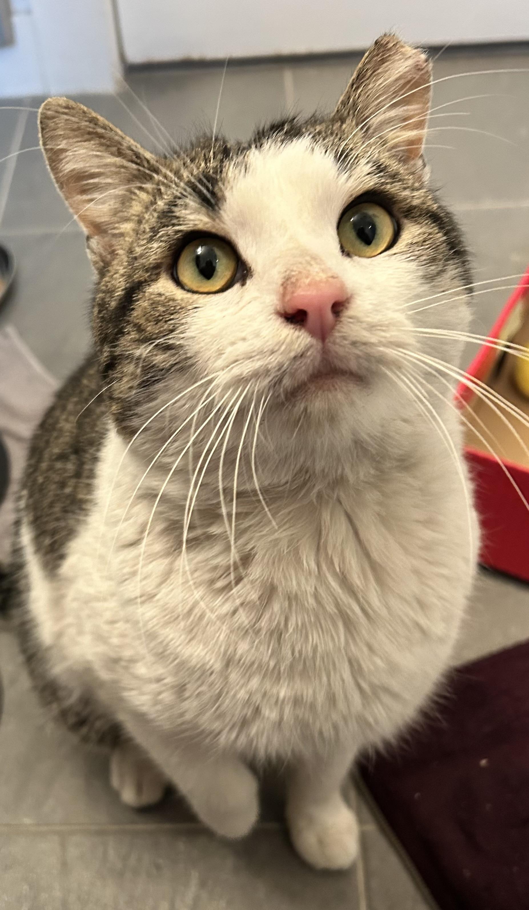 Enlarge Mr. Georgie Geranium, a ADOPTABLE Domestic Short Hair in Alexandria, VA image 2/6