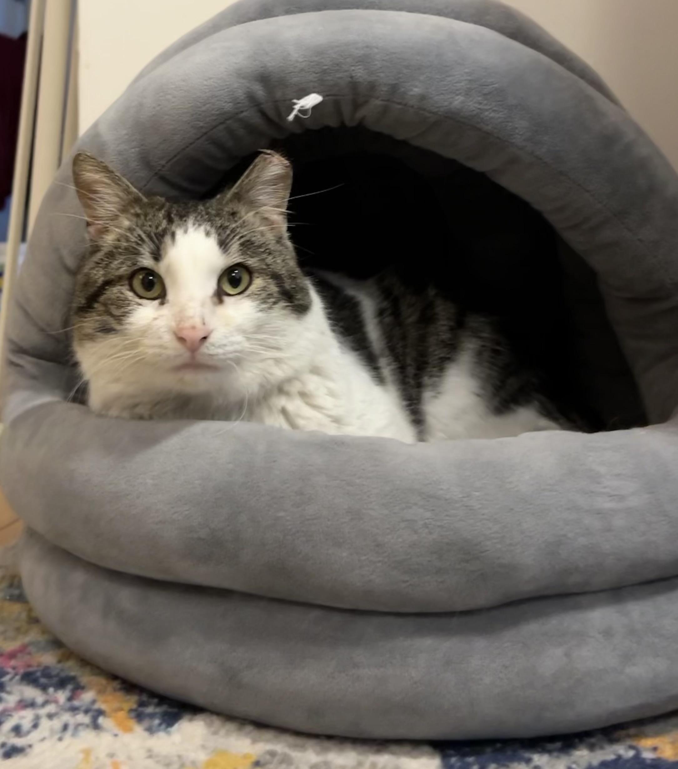 Enlarge Mr. Georgie Geranium, a ADOPTABLE Domestic Short Hair in Alexandria, VA image 5/6