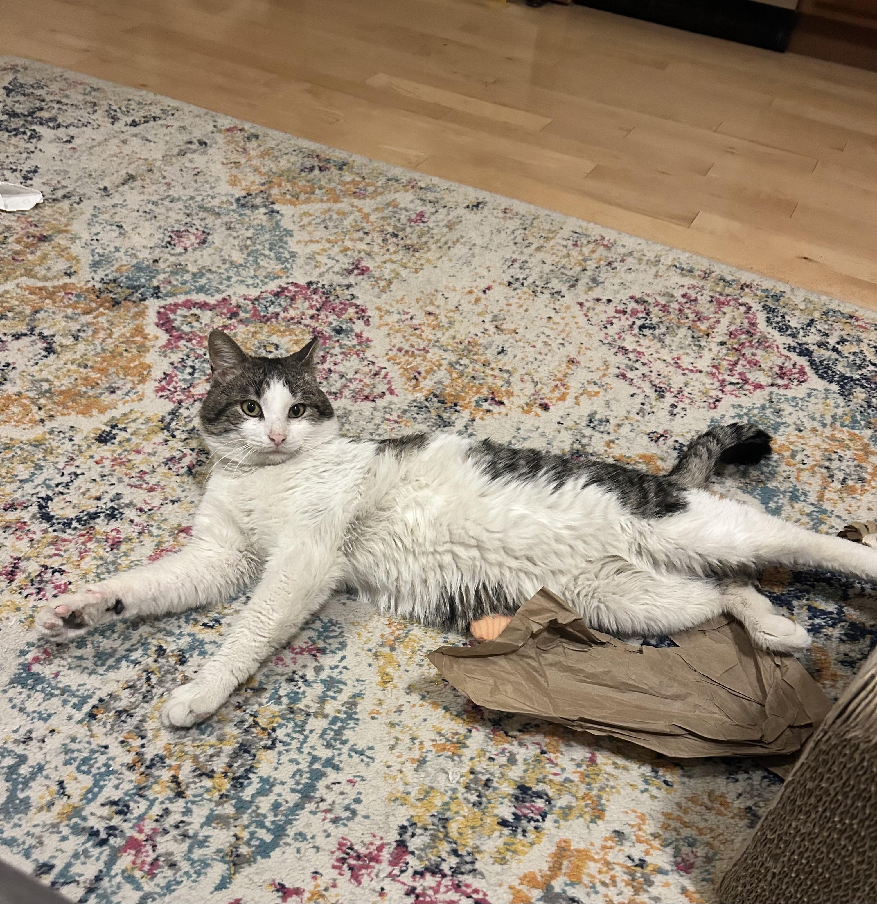 Enlarge Mr. Georgie Geranium, a ADOPTABLE Domestic Short Hair in Alexandria, VA image 3/6