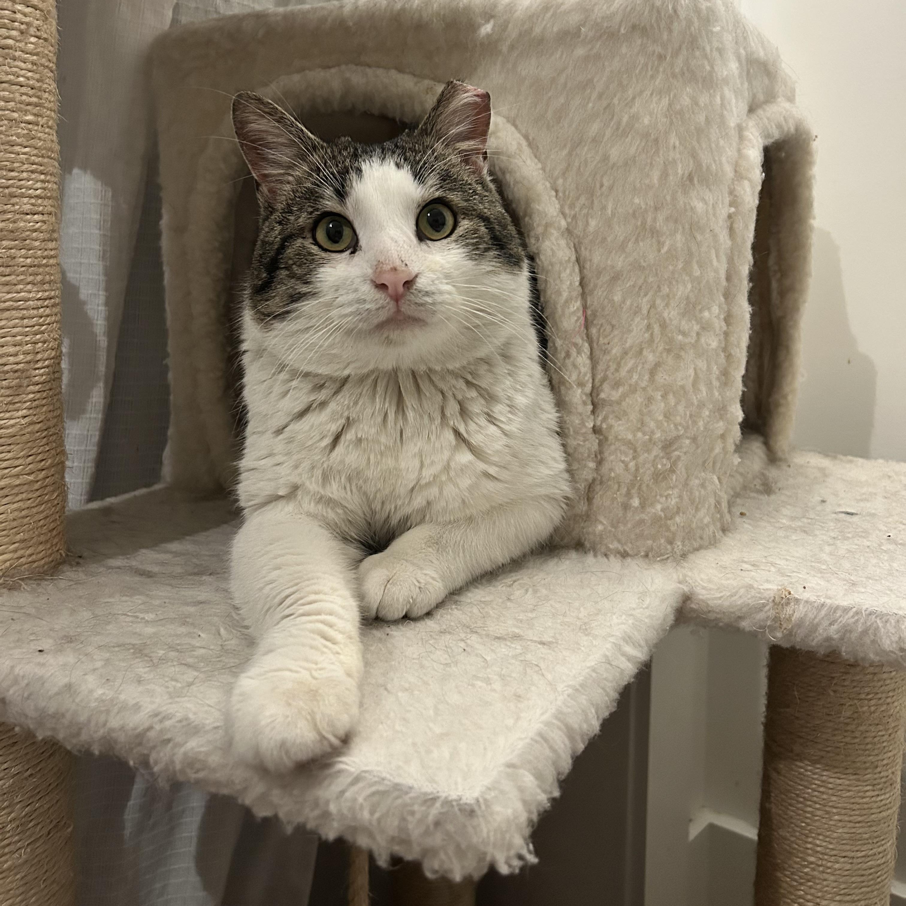 Mr. Georgie Geranium, ADOPTABLE, Adult Male Domestic Short Hair.