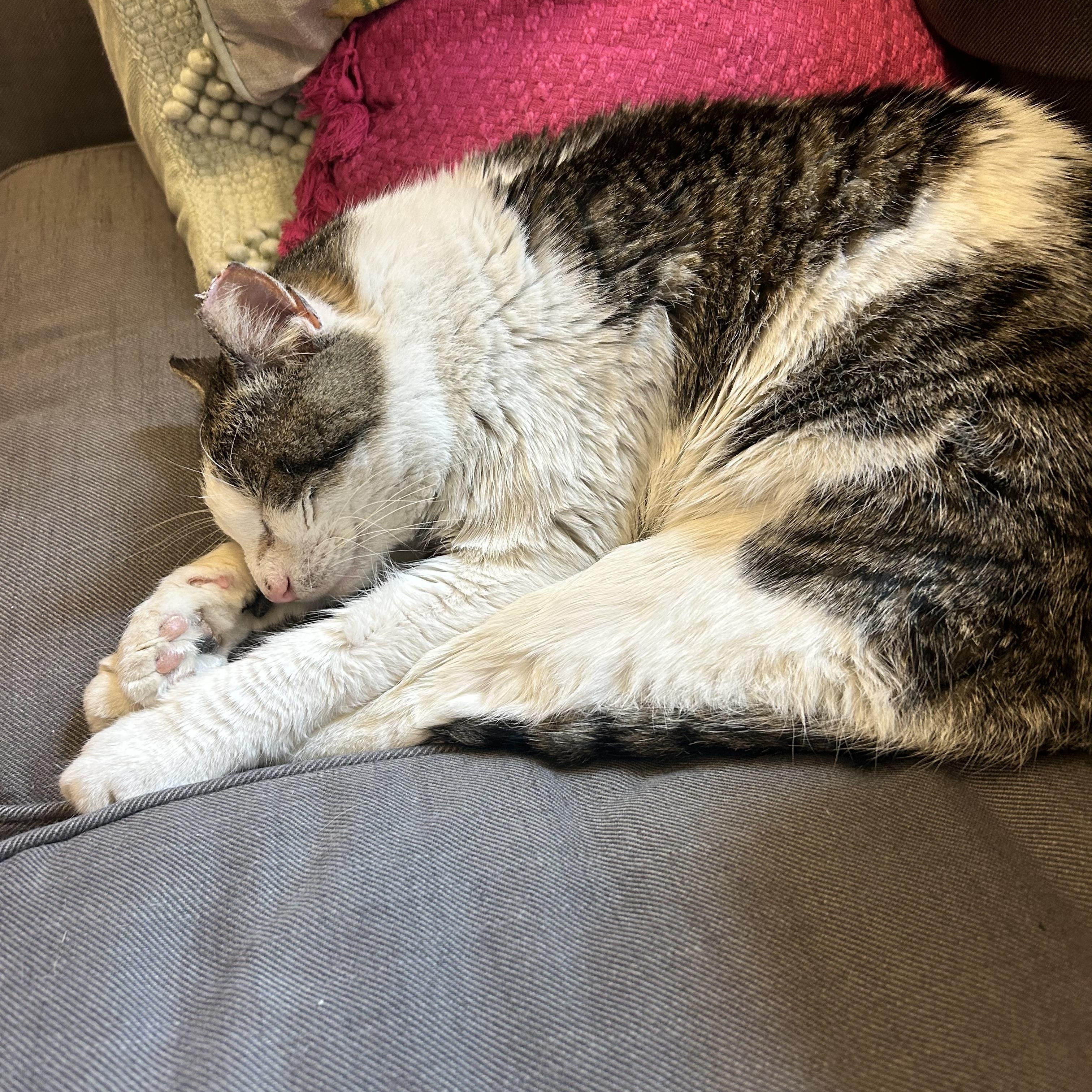 Enlarge Mr. Georgie Geranium, a ADOPTABLE Domestic Short Hair in Alexandria, VA image 6/6