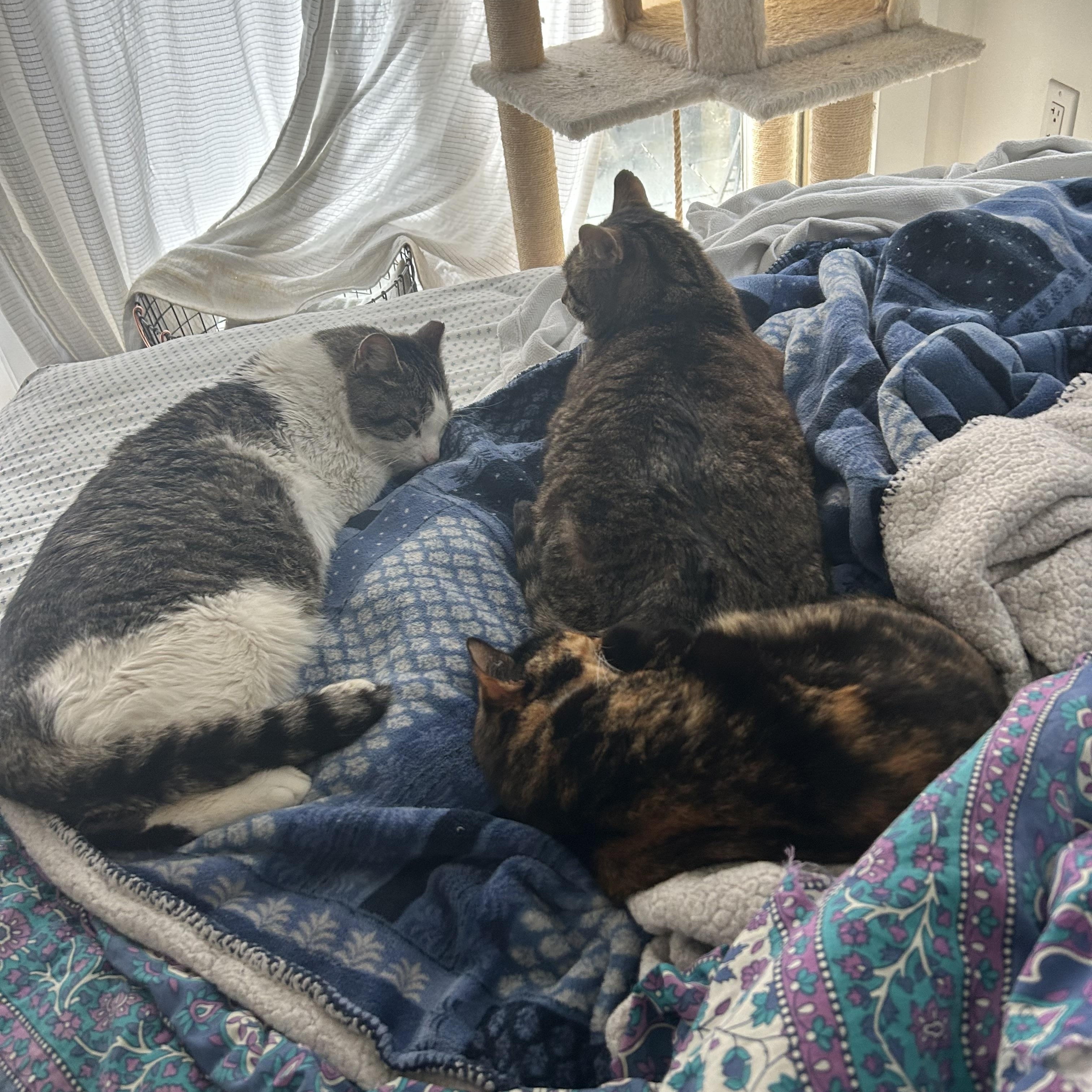 Enlarge Mr. Georgie Geranium, a ADOPTABLE Domestic Short Hair in Alexandria, VA image 4/6