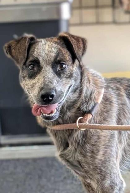 Enlarge Bowman, a Adoptable mixed breed in La Harpe, KS image 1/3