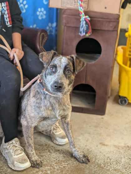 Enlarge Bowman, a Adoptable mixed breed in La Harpe, KS image 2/3
