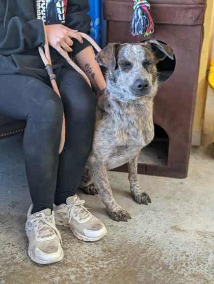 Enlarge Bowman, a Adoptable mixed breed in La Harpe, KS image 3/3
