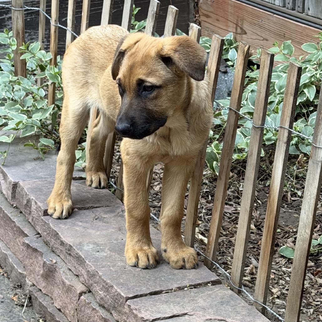 Enlarge Mountain Strong Dom, a Adoptable mixed breed in Lakewood, CO image 1/3