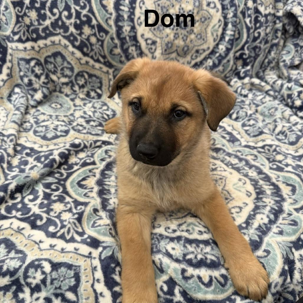 Mountain Strong Dom, Adoptable, Puppy Male German Shepherd Dog.