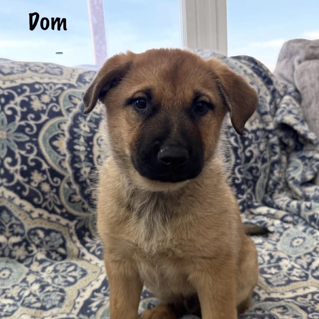 Enlarge Mountain Strong Dom, a Adoptable mixed breed in Lakewood, CO image 2/2