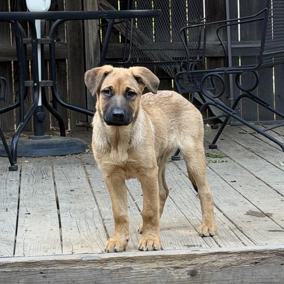 Enlarge Mountain Strong Dom, a Adoptable mixed breed in Lakewood, CO image 3/3