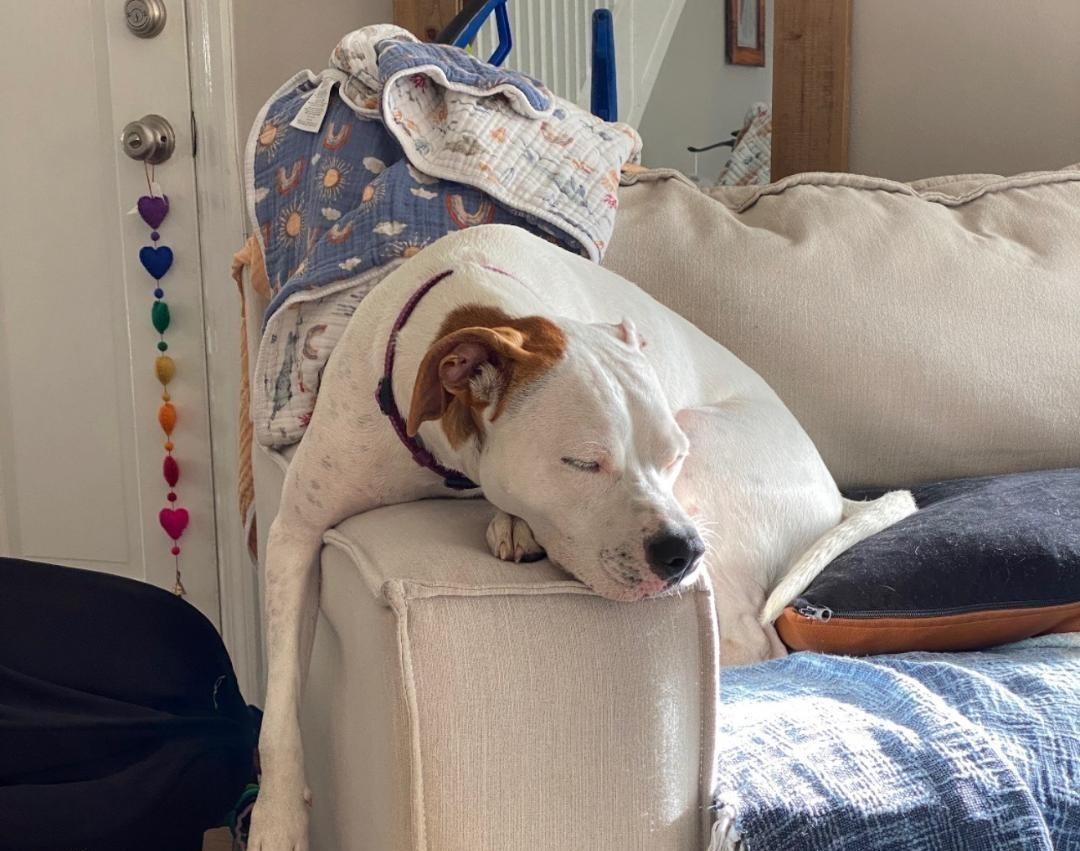 Betty, a Adoptable mixed breed in Bridgewater, NJ image 2/6