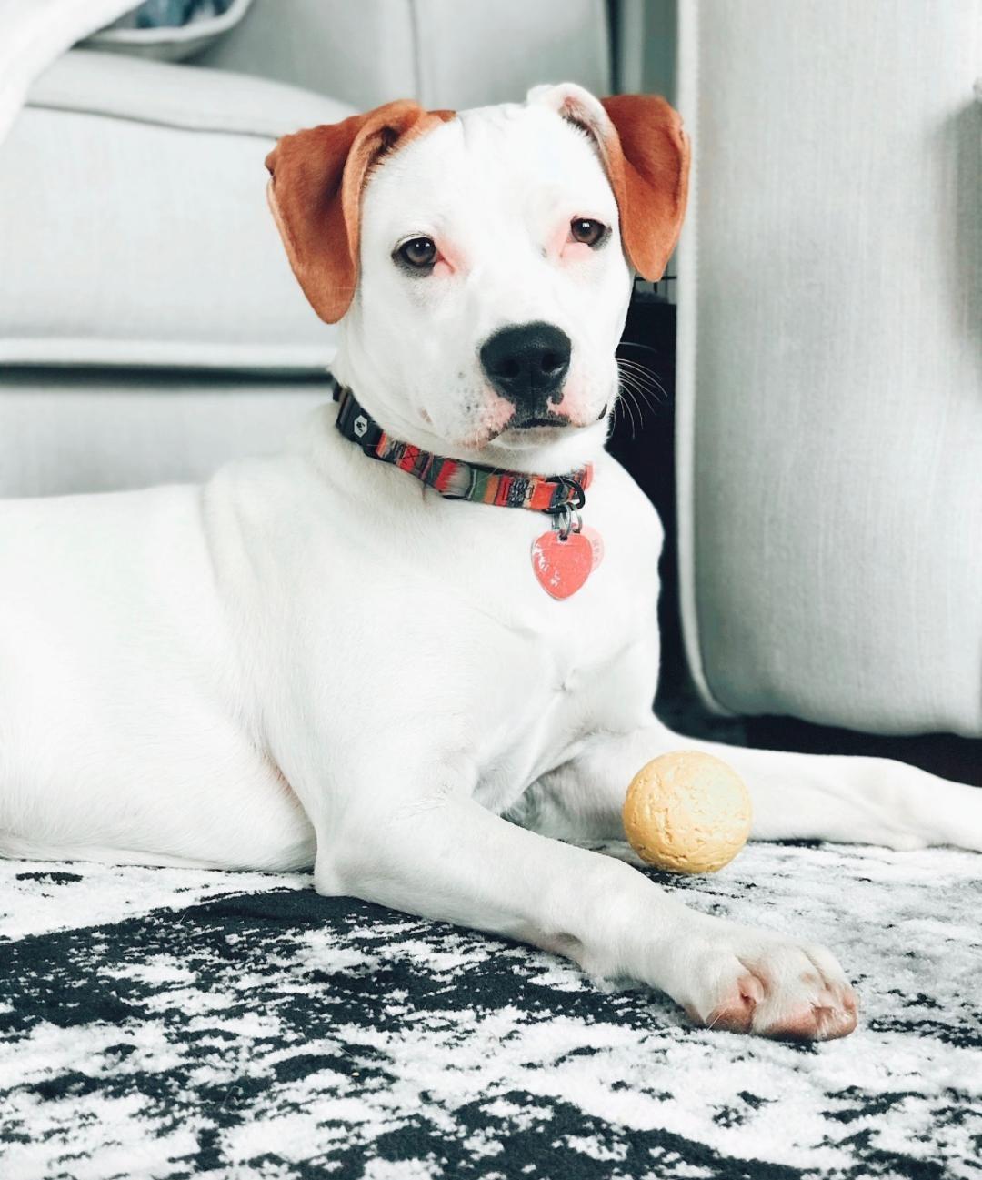 Betty, Adoptable, Adult Female Pit Bull Terrier & Hound.