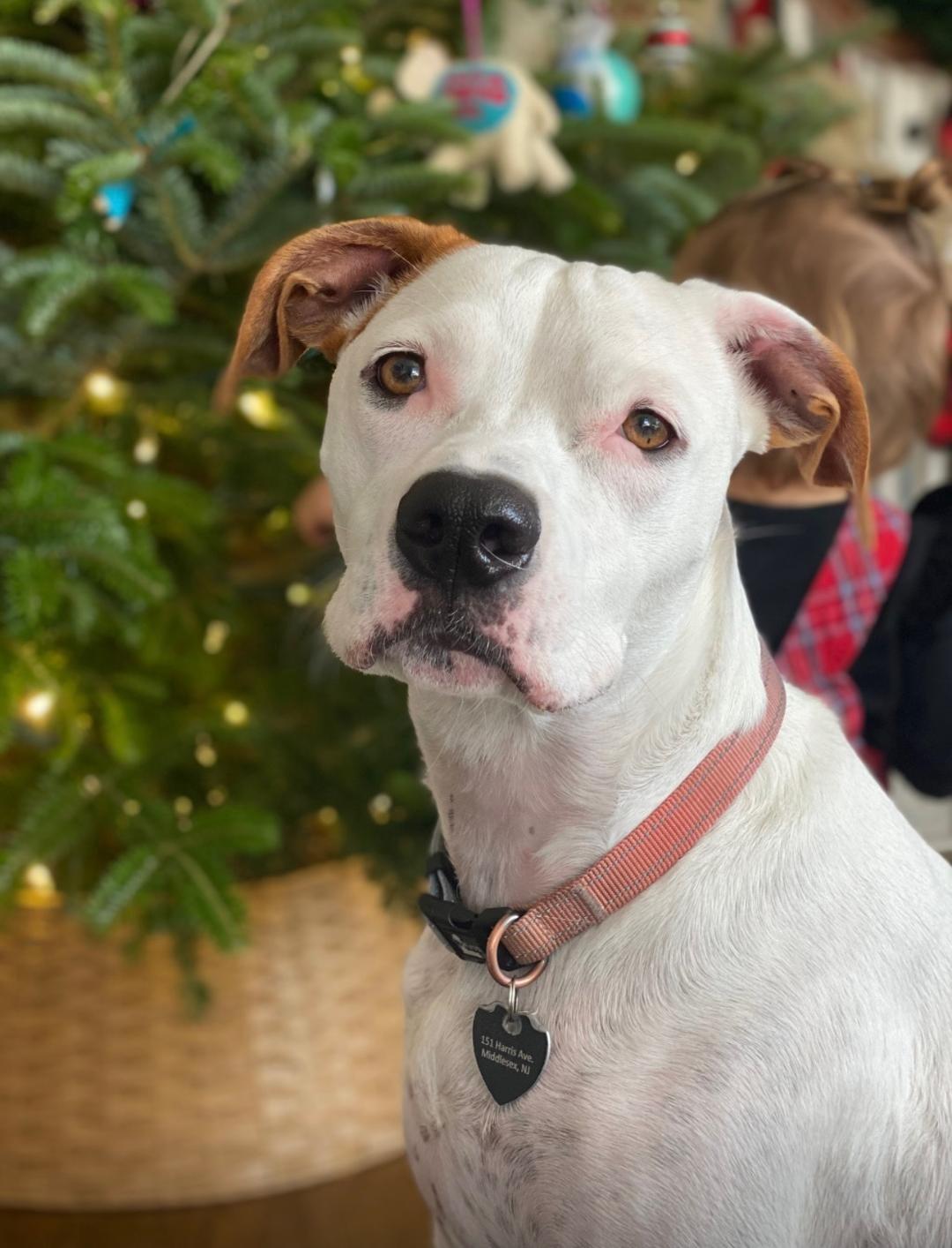 Betty, a Adoptable mixed breed in Bridgewater, NJ image 1/6