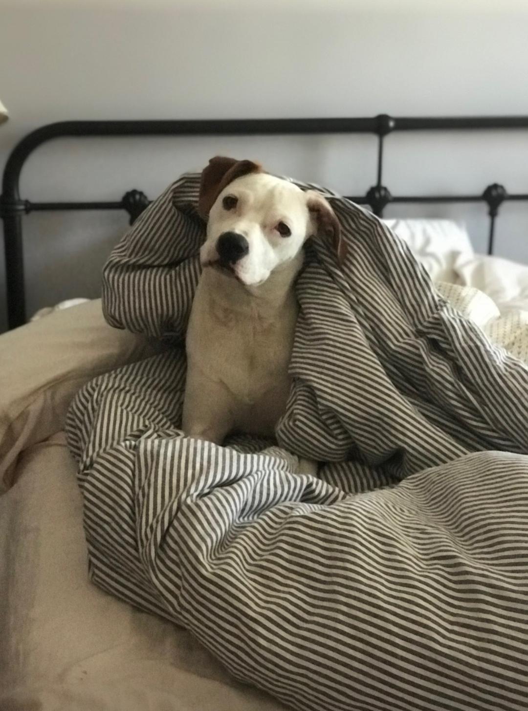 Betty, a Adoptable mixed breed in Bridgewater, NJ image 4/6