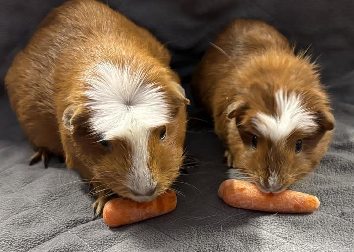 Hazel & Honey, Adoptable, Young Female Guinea Pig.