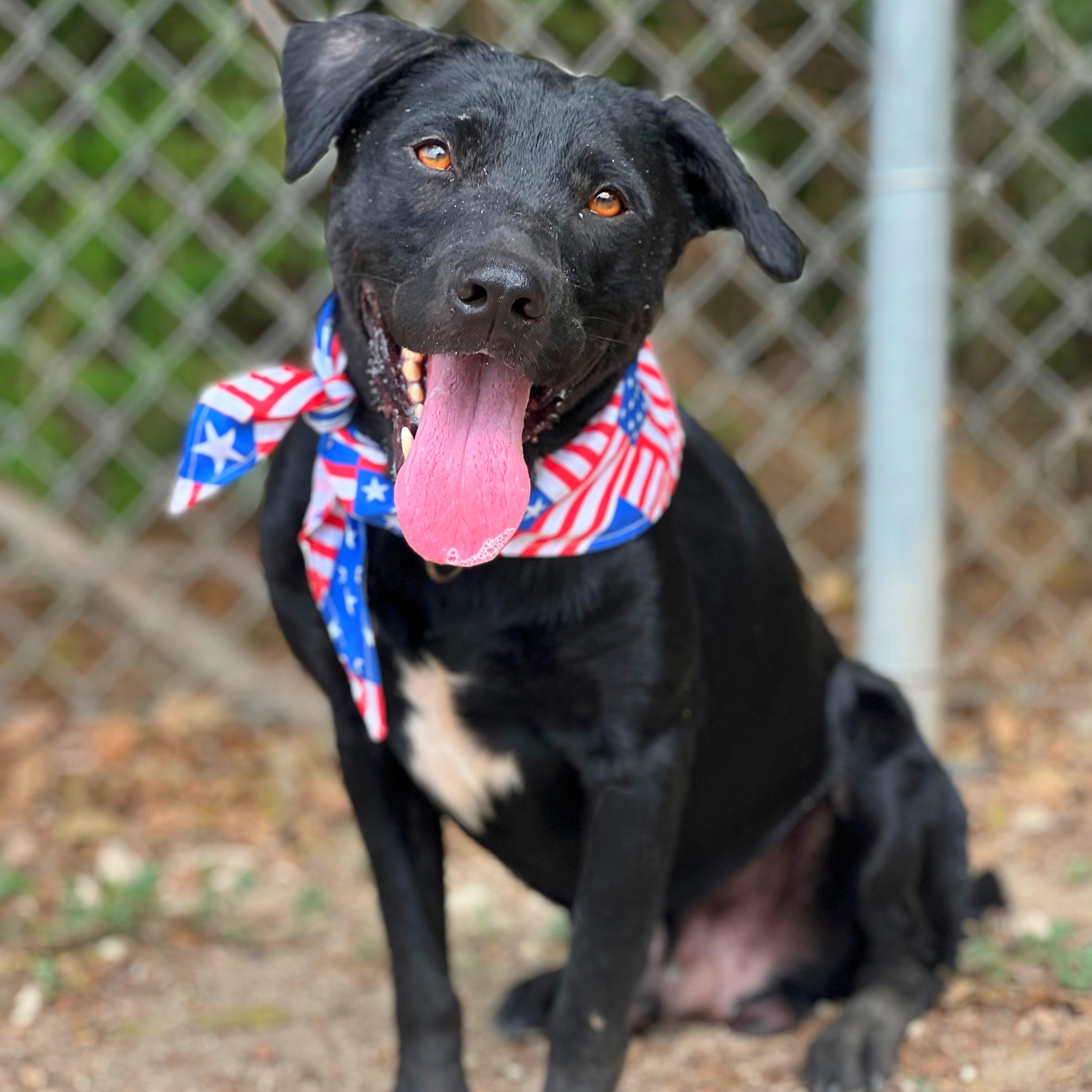 Reno, a Adoptable mixed breed in Madisonville, TX image 4/5