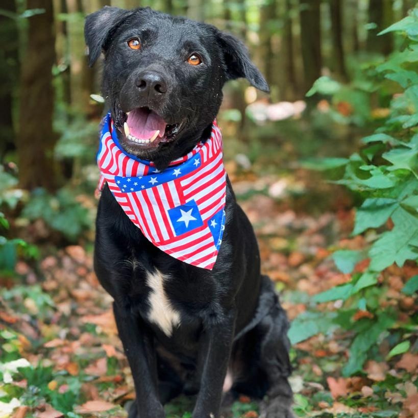 Reno, Adoptable, Adult Male Labrador Retriever & Pointer.