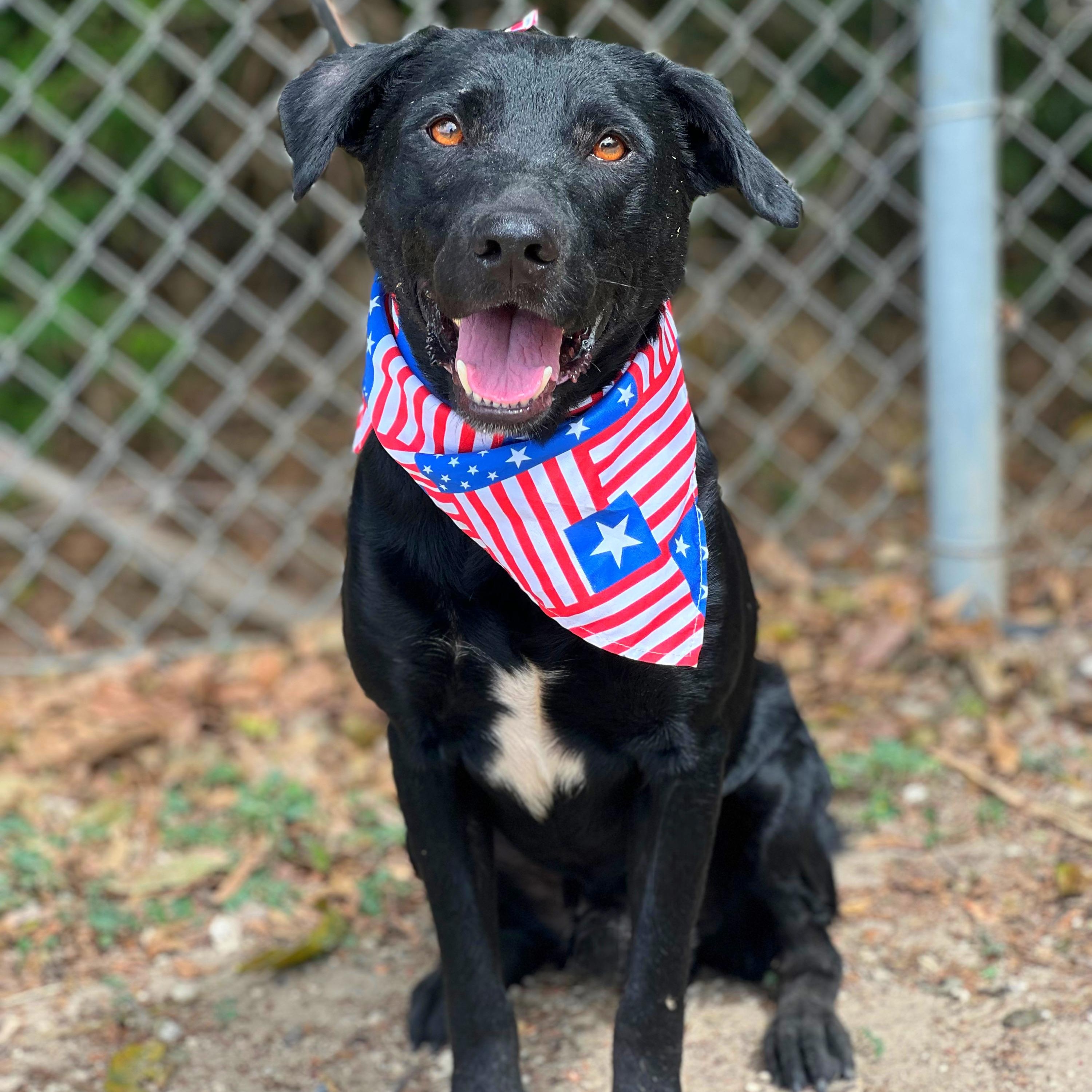Reno, a Adoptable mixed breed in Madisonville, TX image 3/5