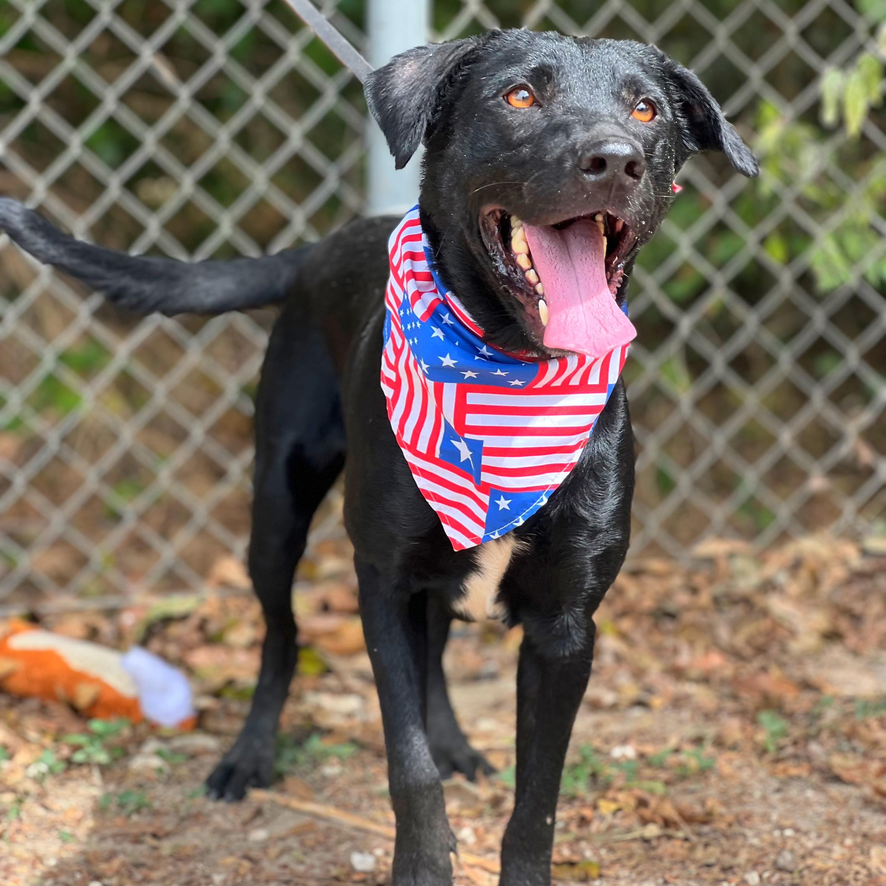 Reno, Adoptable, Adult Male Labrador Retriever & Pointer.