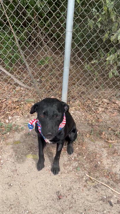 Enlarge Reno, a Adoptable mixed breed in Madisonville, TX video 5/5