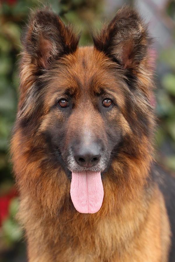 Glory von Greven