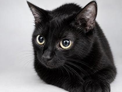 Enlarge Baluga, a Adoptable mixed breed in New Orleans, LA image 1/1