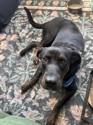 Enlarge Nancy Wheeler, a Adoptable mixed breed in Chicago, IL image 1/3
