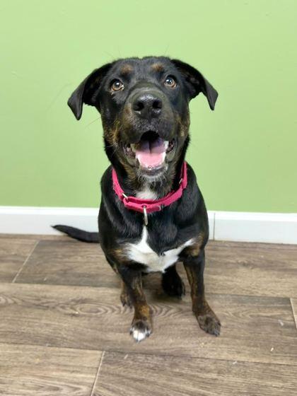 Enlarge Nancy Wheeler, a Adoptable mixed breed in Chicago, IL image 2/3