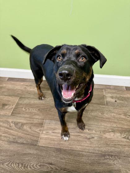Enlarge Nancy Wheeler, a Adoptable mixed breed in Chicago, IL image 3/3