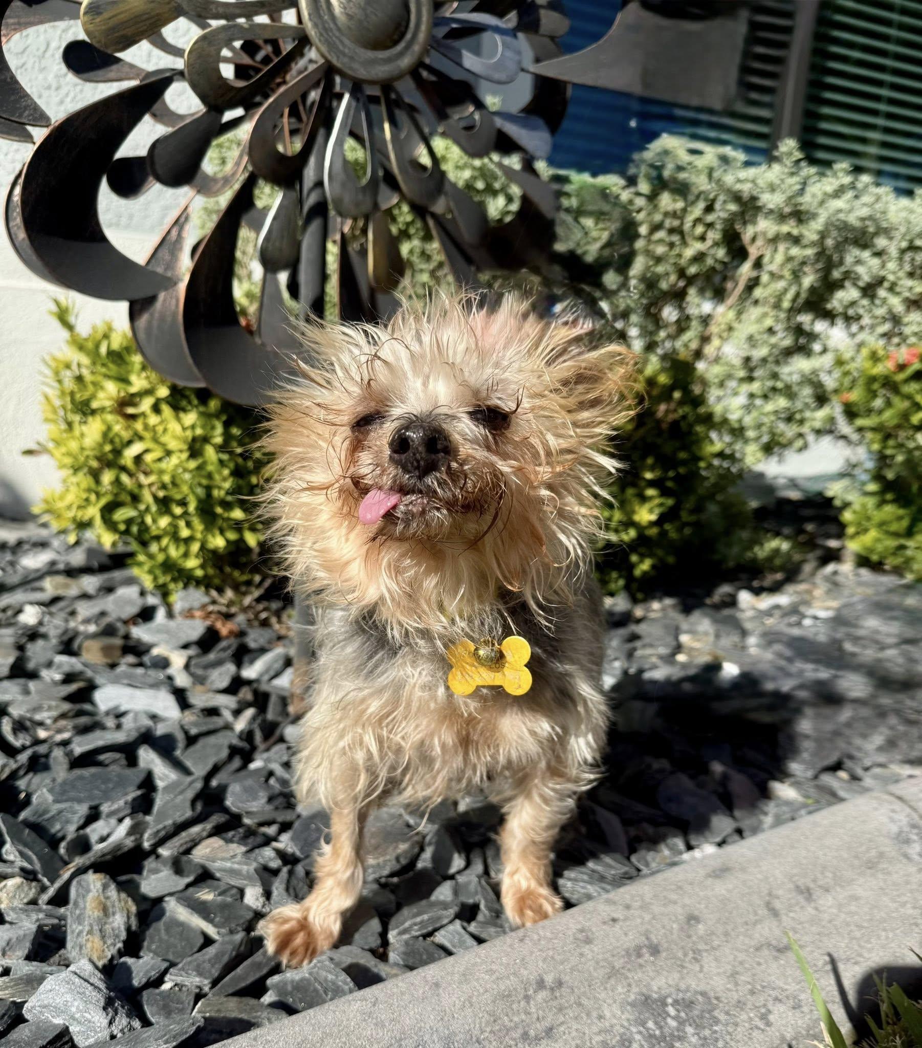Cooper, ADOPTABLE, Senior Male Yorkshire Terrier.
