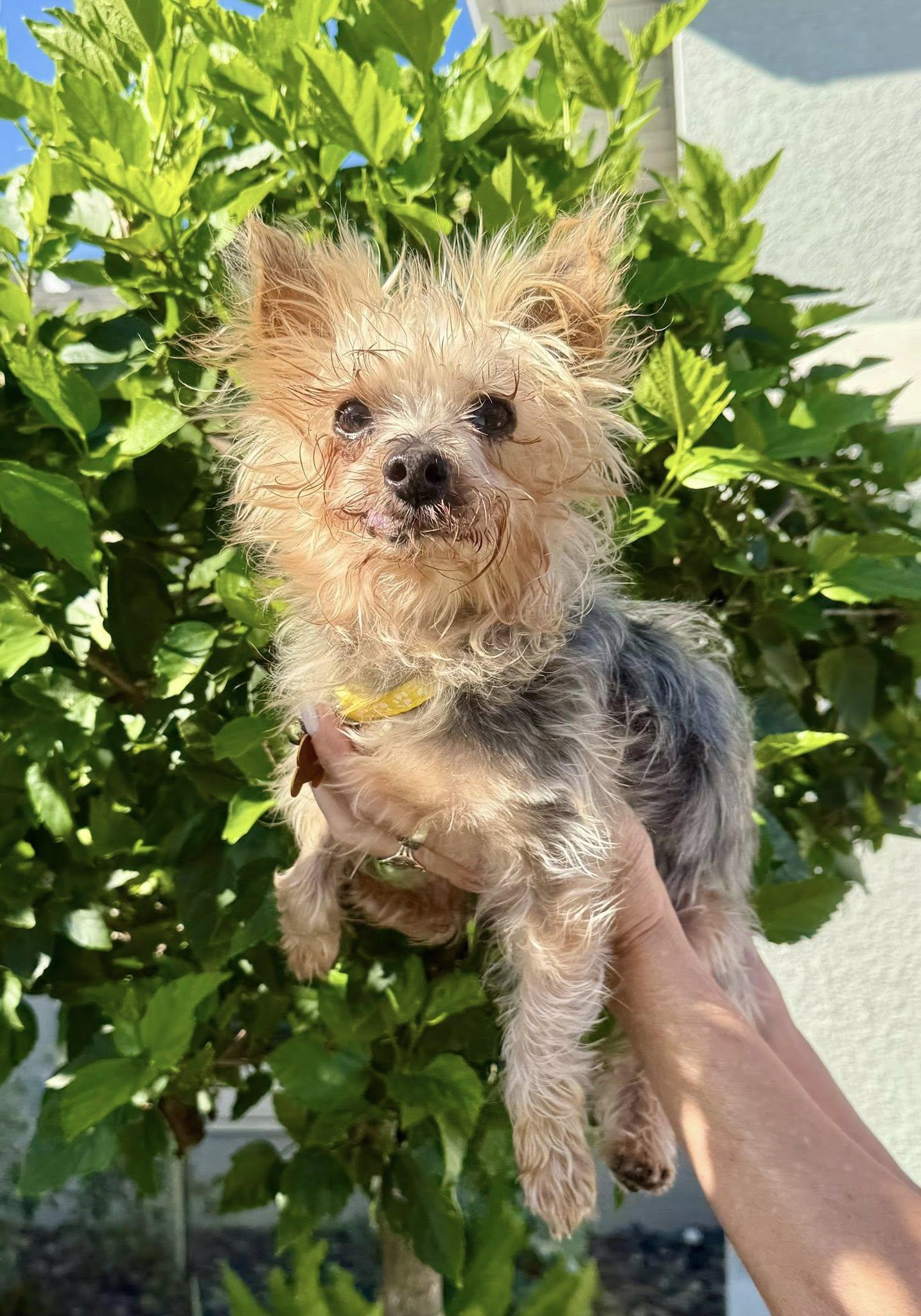 Enlarge Cooper, a ADOPTABLE Yorkshire Terrier in Cape Coral, FL image 3/5