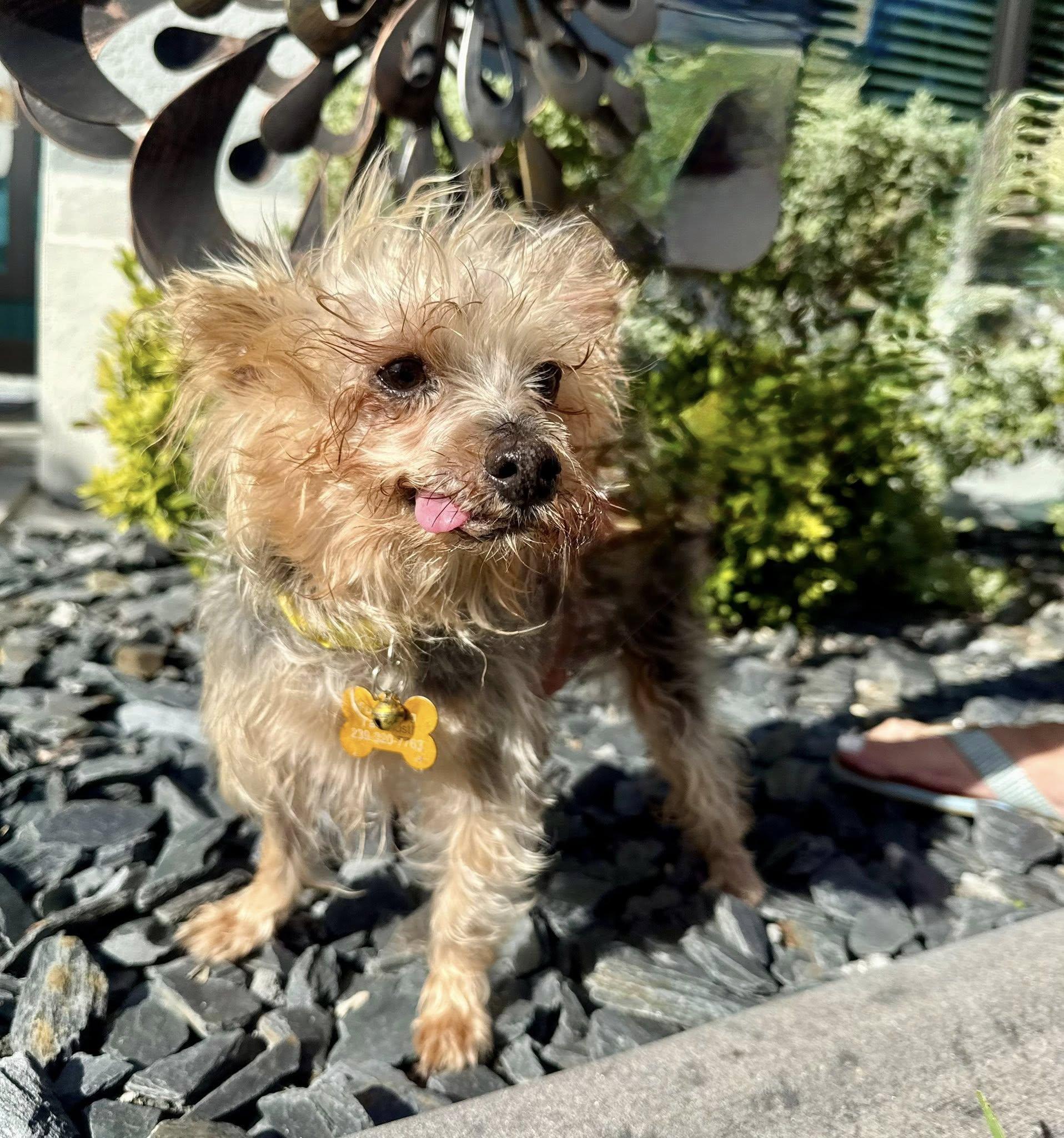Enlarge Cooper, a ADOPTABLE Yorkshire Terrier in Cape Coral, FL image 2/5