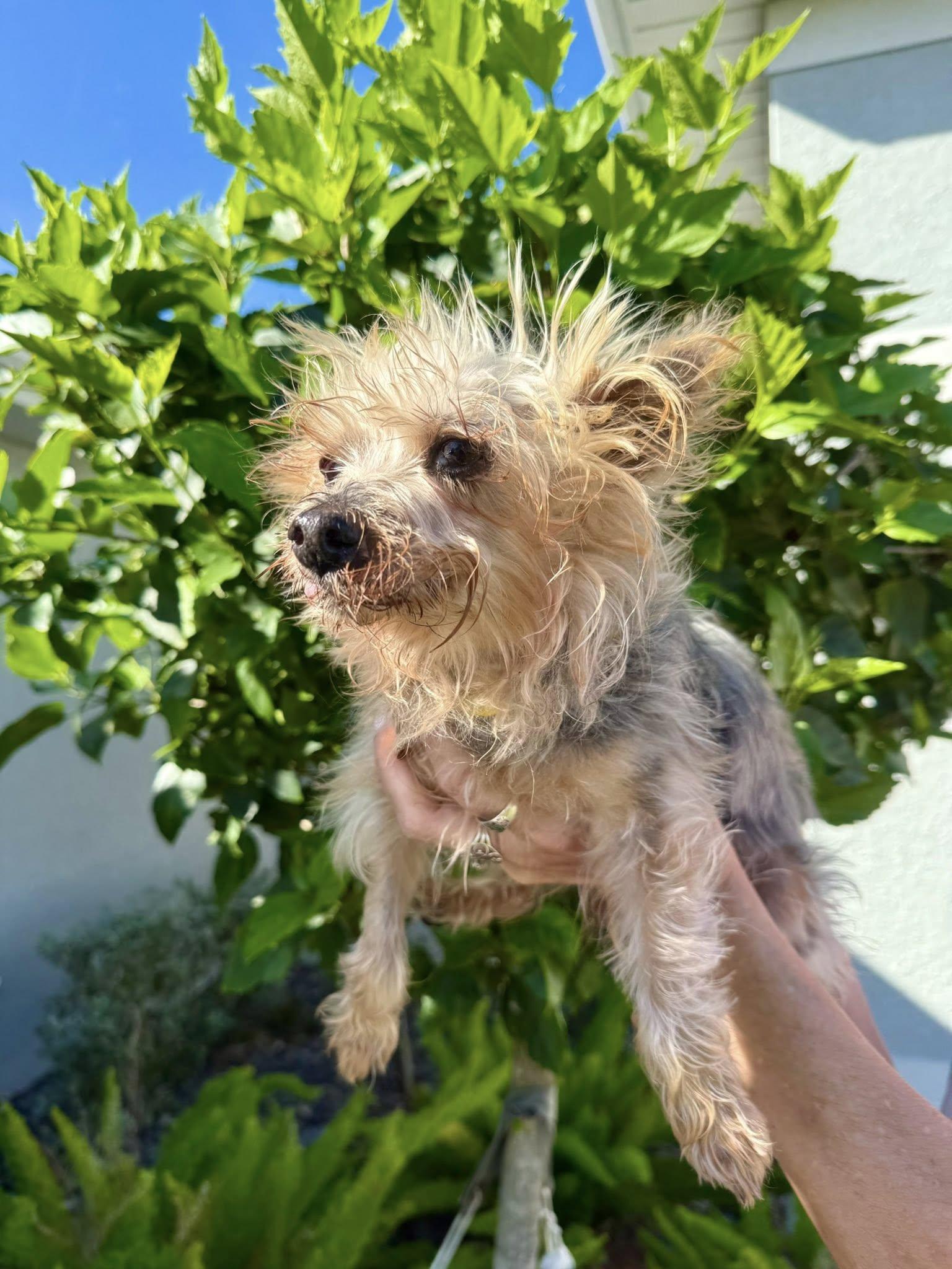 Enlarge Cooper, a ADOPTABLE Yorkshire Terrier in Cape Coral, FL image 4/5