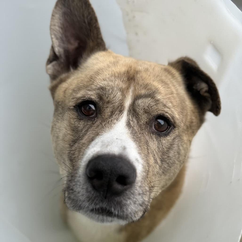 Hopper, Adoptable, Adult Male Akita.