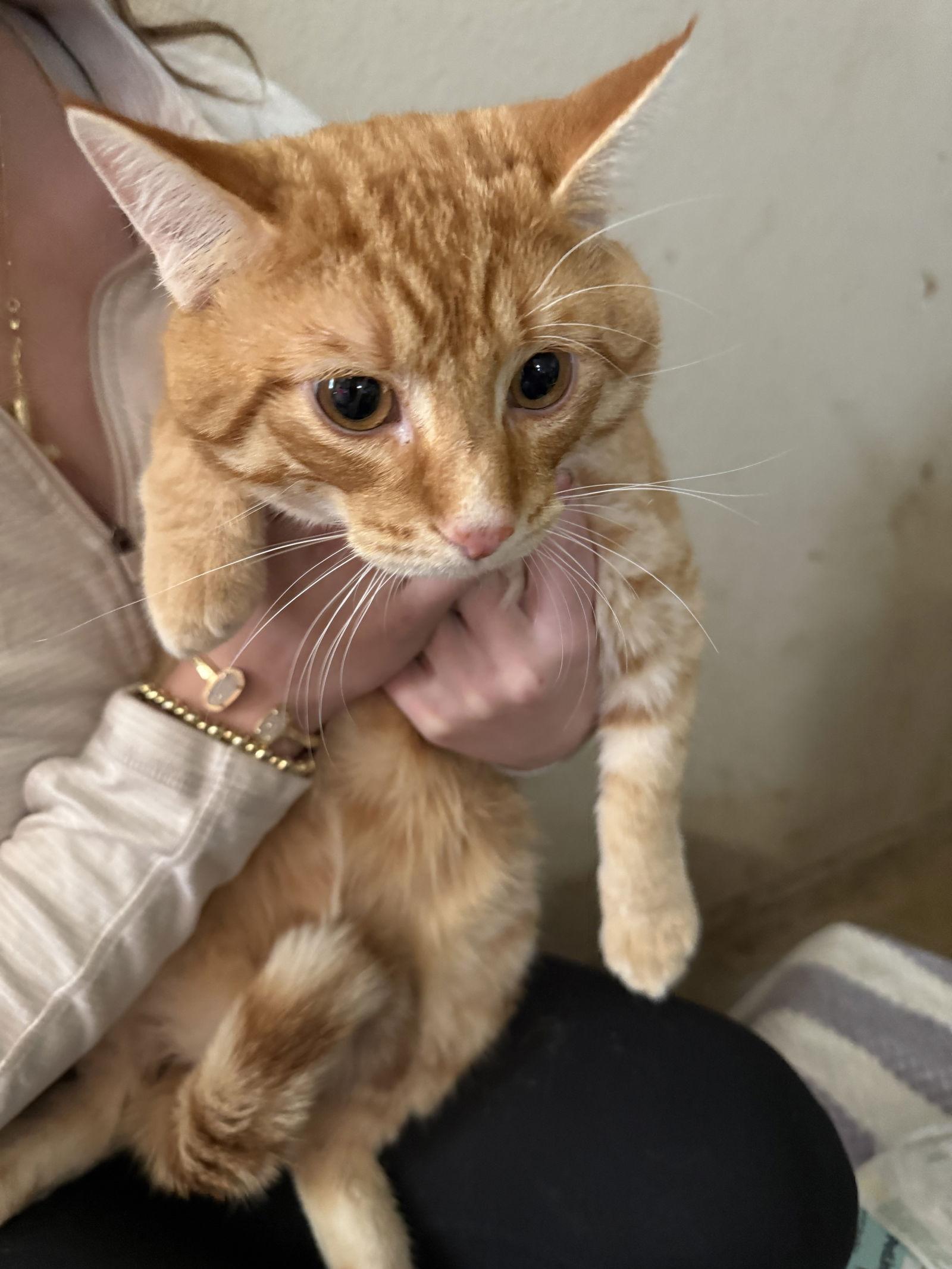 Jack, Adoptable, Young Male Domestic Short Hair.