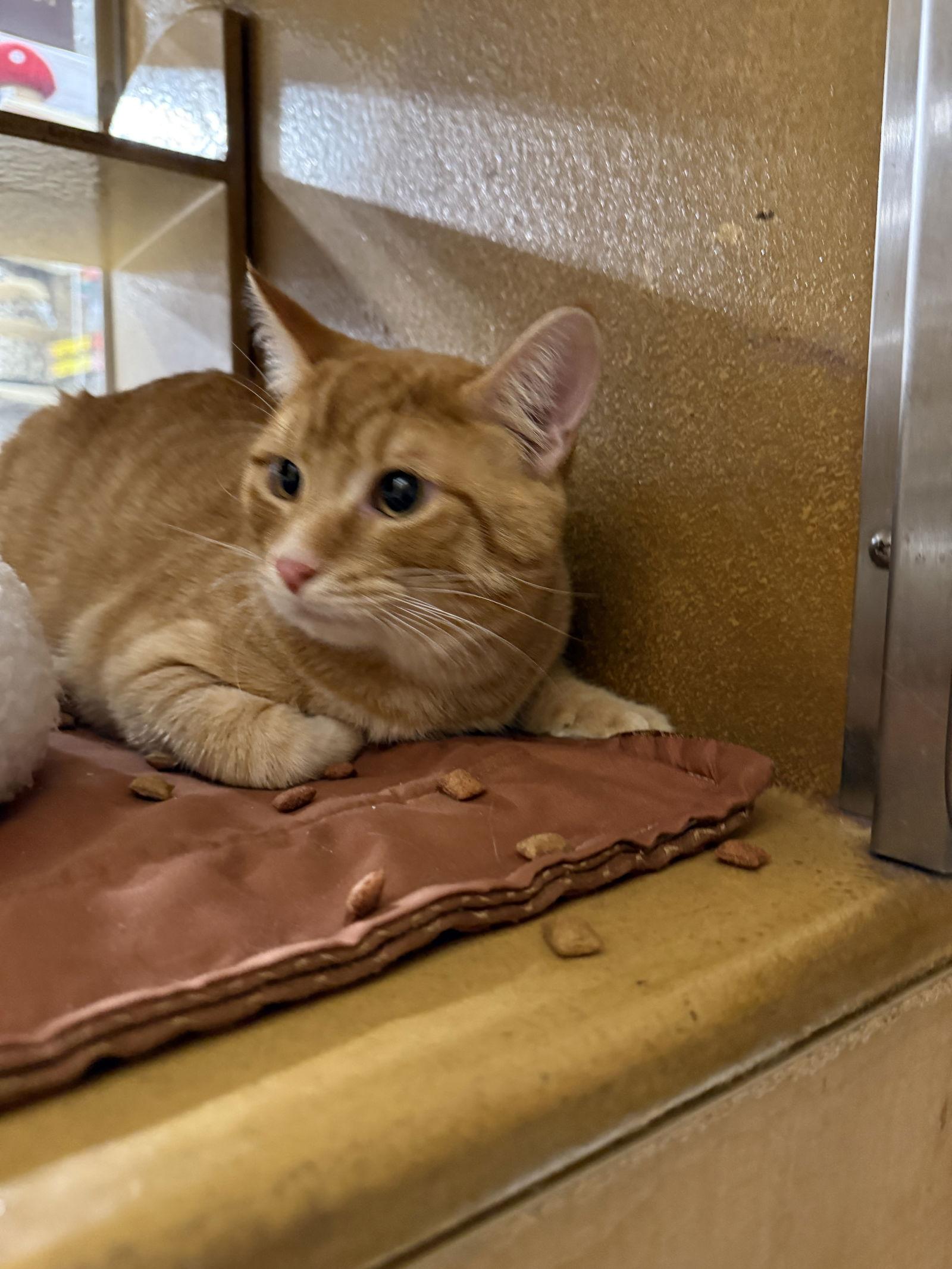 Enlarge Jack, a Adoptable Domestic Short Hair in Mesquite, TX image 2/3