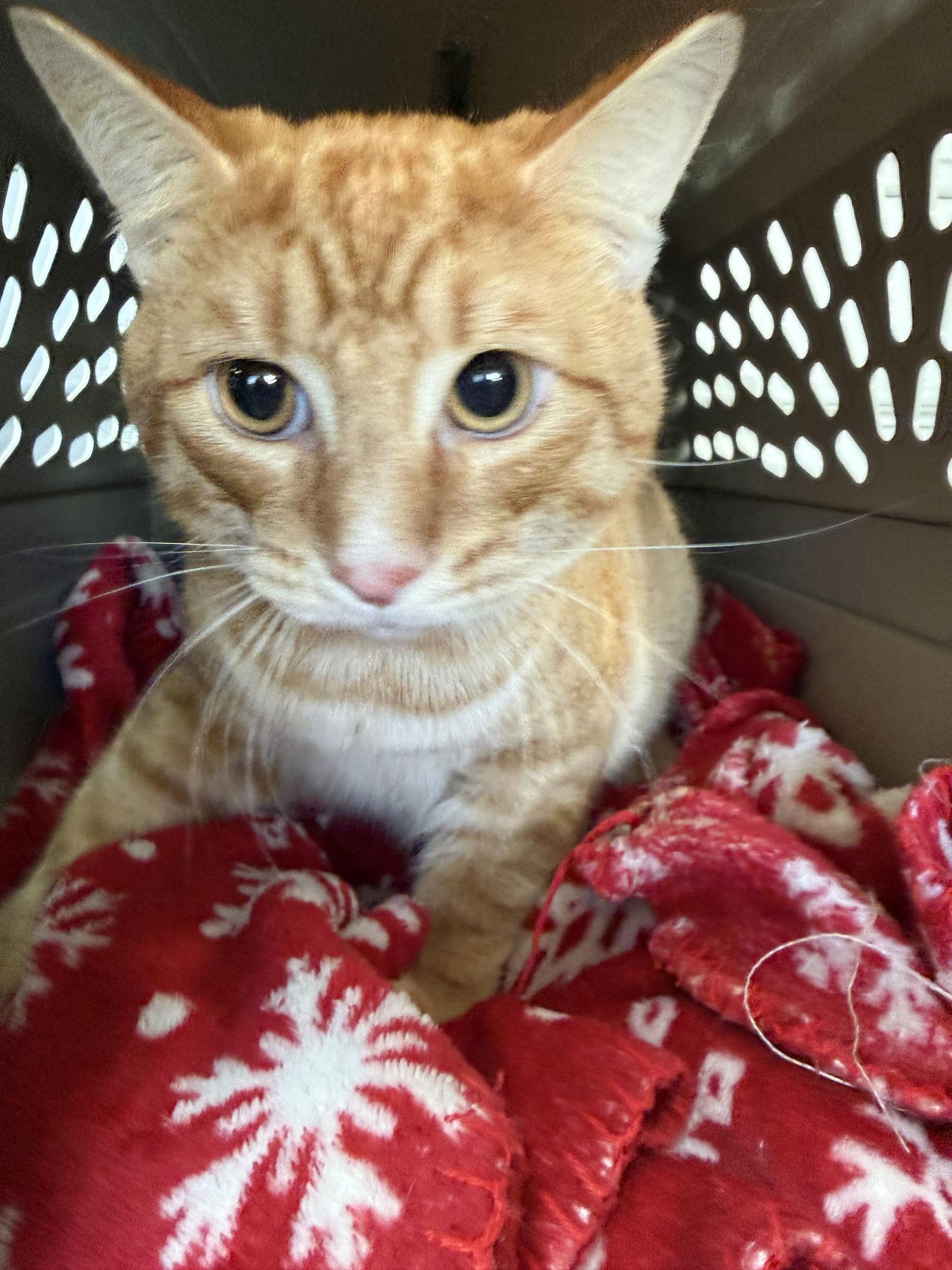 Enlarge Jack, a Adoptable Domestic Short Hair in Mesquite, TX image 2/2