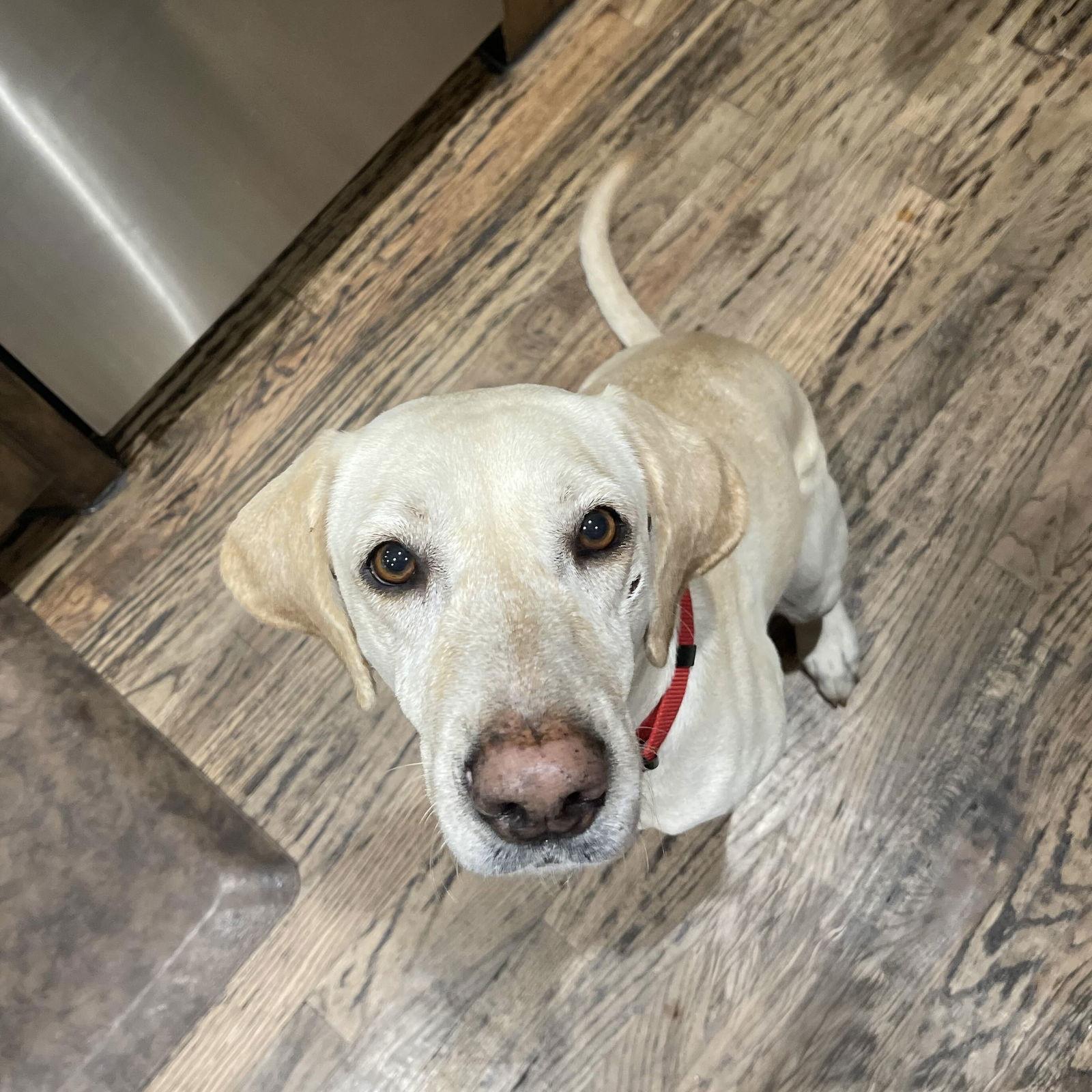 Enlarge Layla, a Adoptable Labrador Retriever in Fort Worth, TX image 1/3